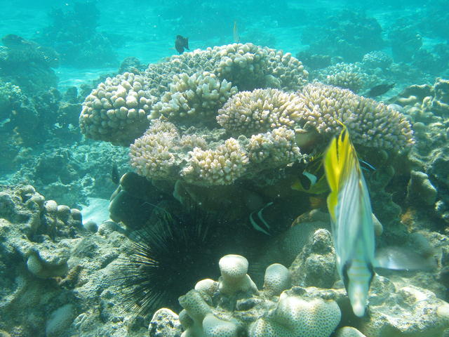 coral reef - free image