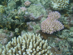 Coral reef colonies
