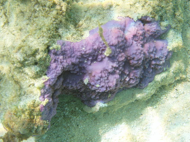 Coral reefs - free photo Coral reefs - free image