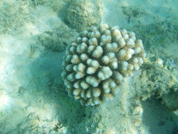 coral reefs