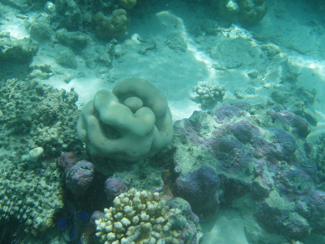 Coral reefs - free image