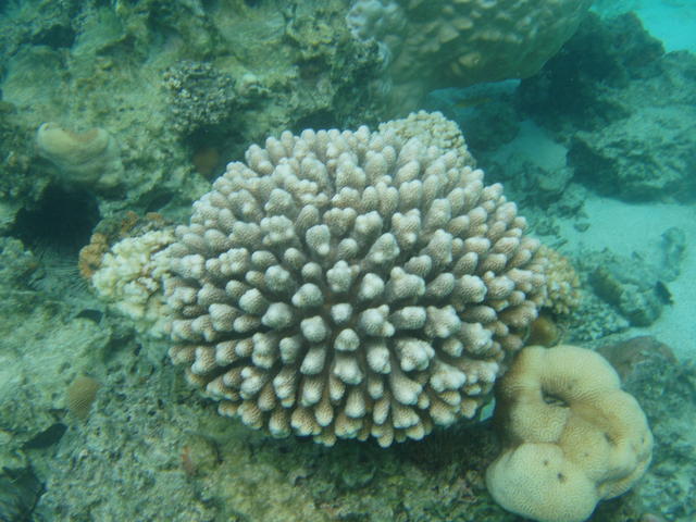 Coral reefs - free image