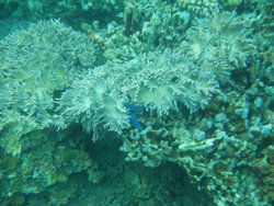 Coral reeves