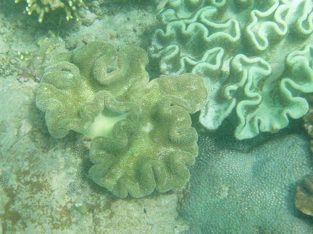 Coral species - free image