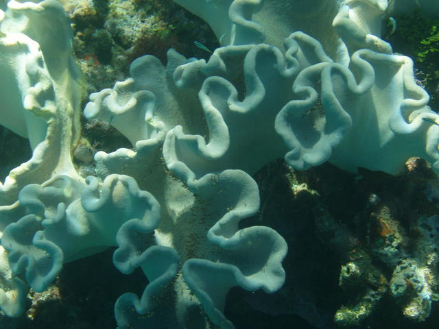 corals - free image