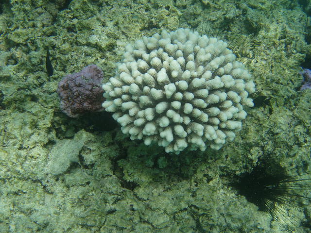 corals - free image