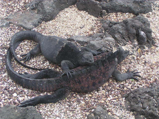 couple of wild iguanas - free image