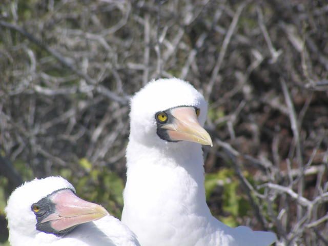 coupled bird - free image