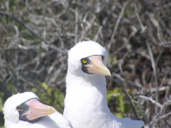 coupled bird