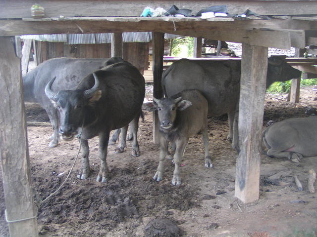 Cow shed - free image