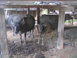 Cow shed