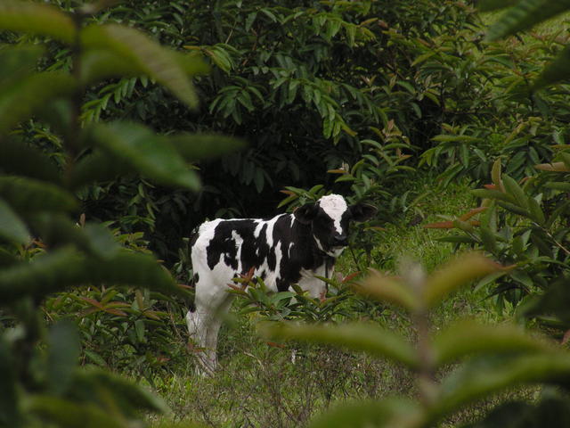 cow standing - free image