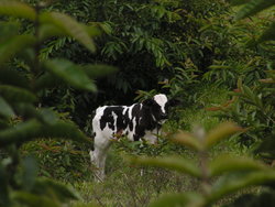 cow standing