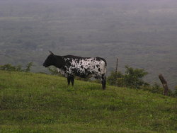 cow standing in Isabela island