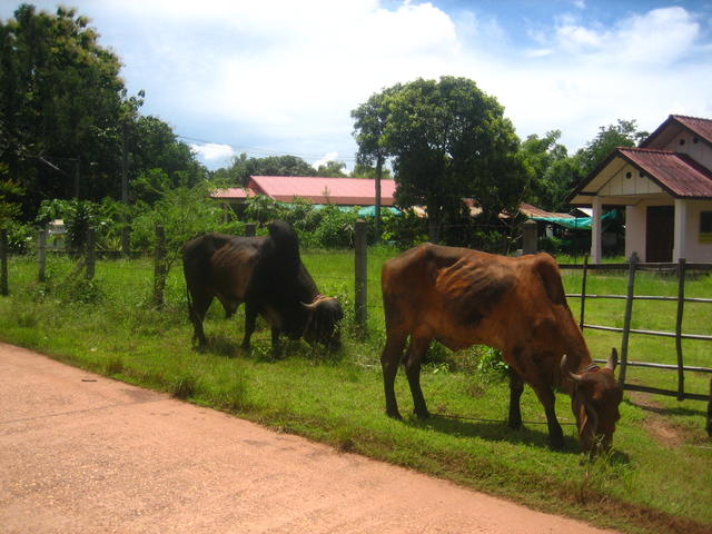 Cows are grazing - free image