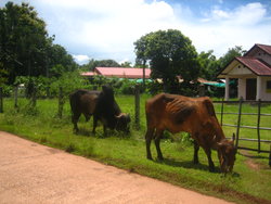 Cows are grazing