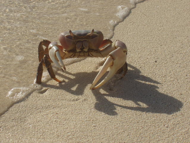 crab - free image