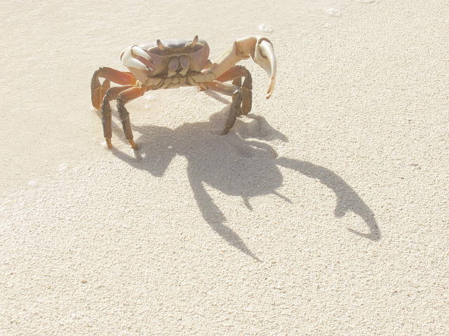 crab - free image