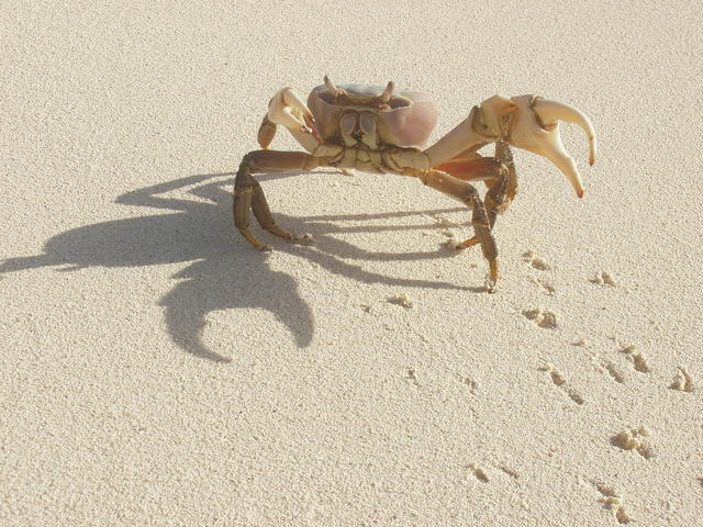 crab - free image