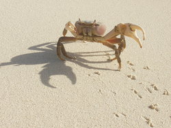 crab