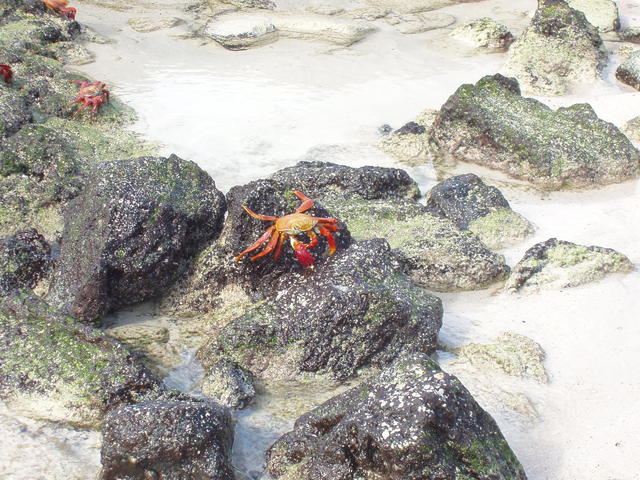 crab invasion - free image
