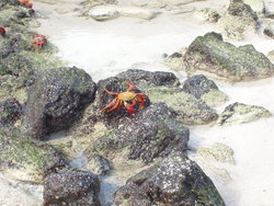 crab invasion