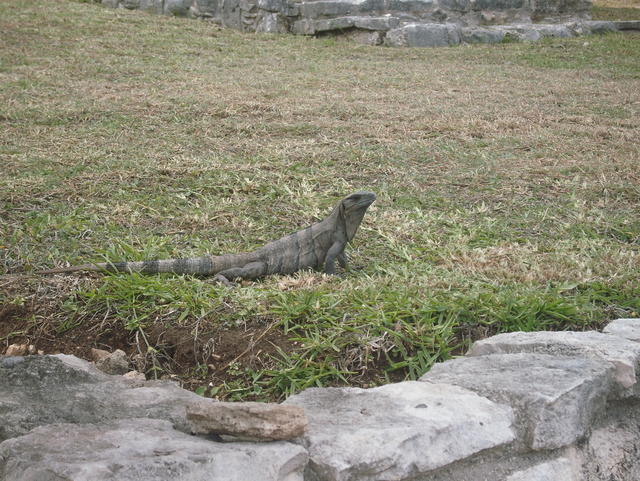 crawling land iguanas - free image