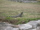 crawling land iguanas