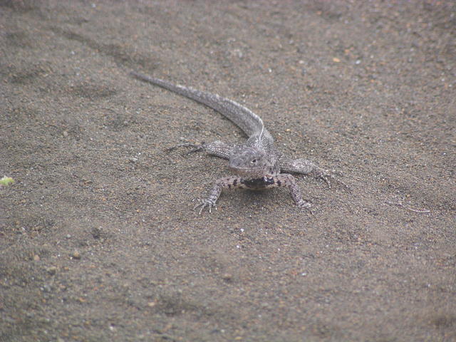 crawling wild lizard - free image