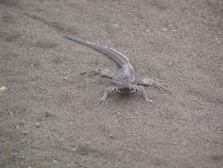 crawling wild lizard