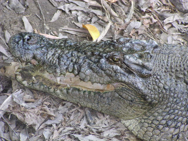 Croco´s head - free image