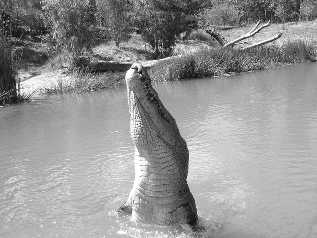 crocodile jumping - free image