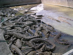 crocs in the lake