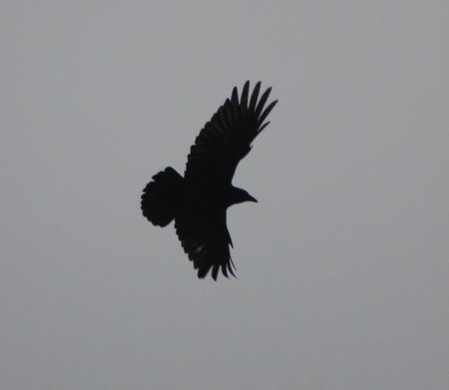 Crow - free image