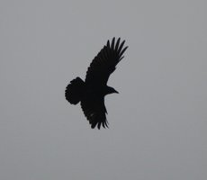 Crow