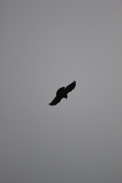 Crow silhouette - free image