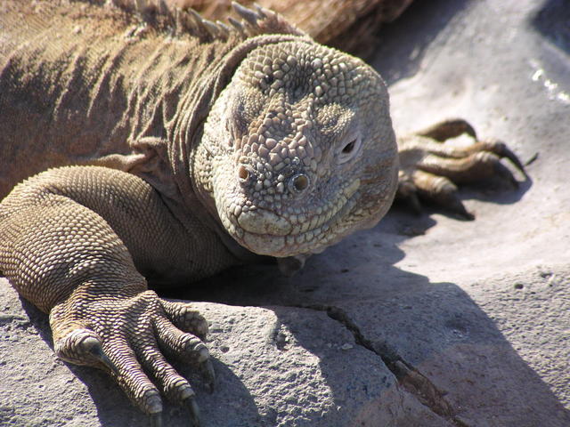 curious iguana - free image
