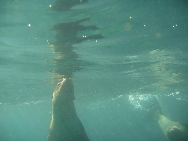 curious sea lion - free image