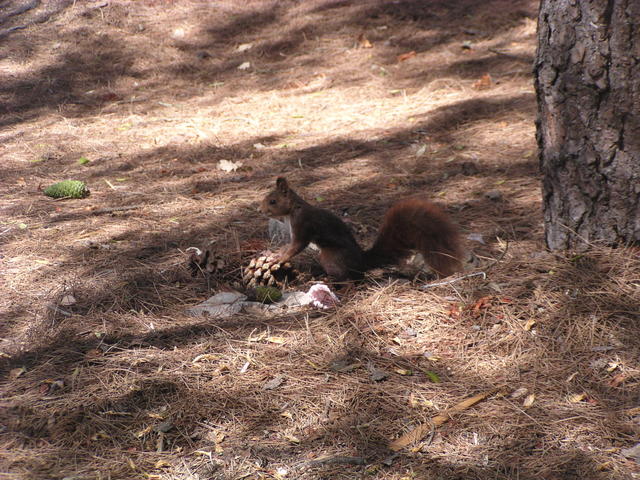 Cute squirrel - free image