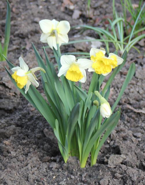 daffodil - free image