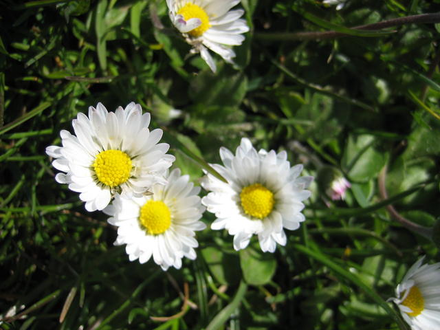 daisy - free image