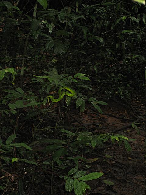 Dark jungle with snake - free image