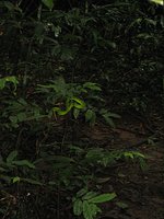 Dark jungle with snake