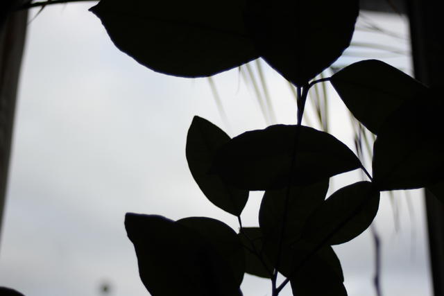 darkened leaves - free image