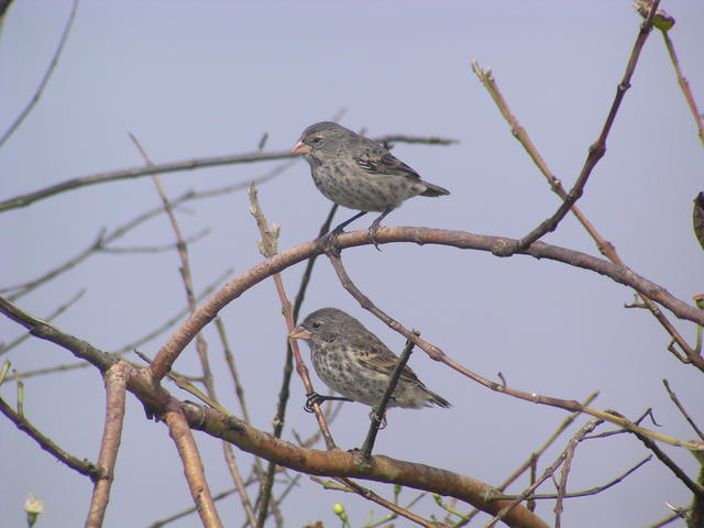 darwin finches - free image