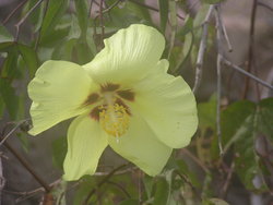 Darwin's cotton flower