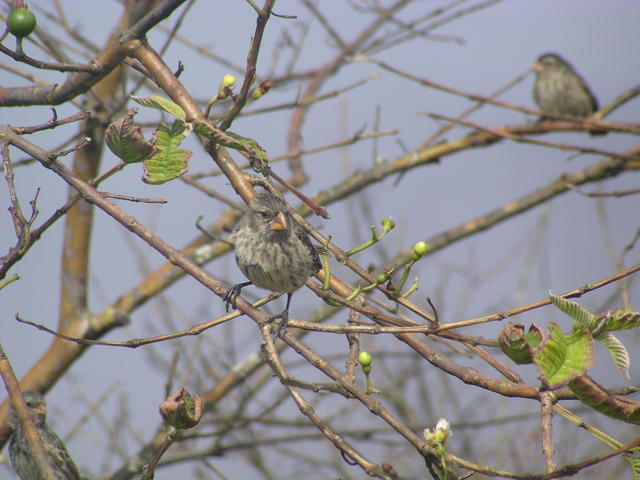 Darwin's Finches - free image