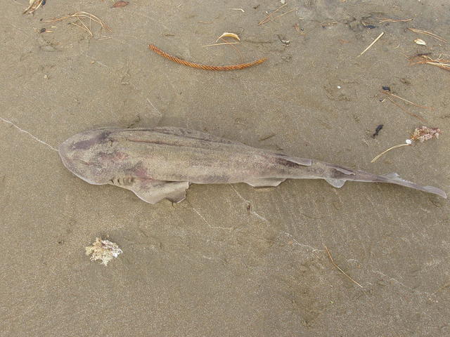 dead fish - free image