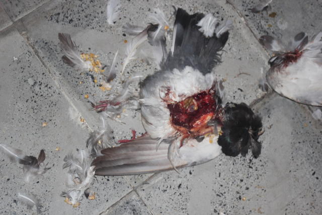 dead pigeon - free image