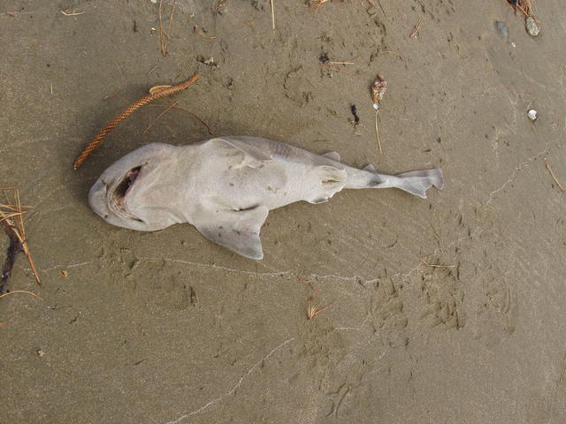 Dead Shark - free image